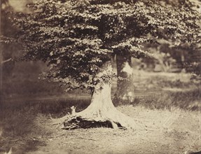 The Beech Tree; Gustave Le Gray, French, 1820 - 1884, Fontainebleau, France; about 1855 - 1857; Albumen silver print