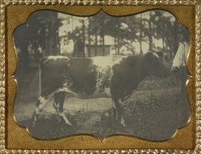 Herdsman with cow; American; about 1856; Daguerreotype