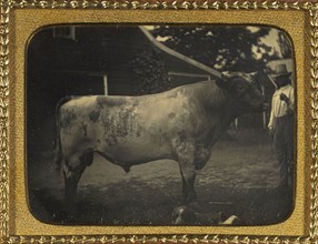 Herdsman with bull; American; Dutchess County, New York, United States; about October 1852; Daguerreotype