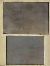 Beech Tree at Edgeworthstown; Michael Pakenham Edgeworth, British, 1812 - 1881, 1843 - 1844; Salted paper print from a Calotype