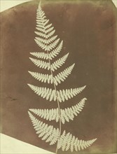 Buckler Fern; William Henry Fox Talbot, English, 1800 - 1877, 1839; Photogenic drawing negative; 22.1 × 17.8 cm 8 11,16 × 7 in