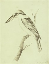 Copy of a Swainson Lithographic Print of a Collared Crabeater; William Henry Fox Talbot, English, 1800 - 1877, probably 1843