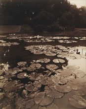 Water Lilies; Eugène Atget, French, 1857 - 1927, France; 1890 - 1910; Albumen silver print