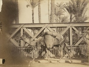 Camels; about 1860 - 1880; Tinted Albumen silver print