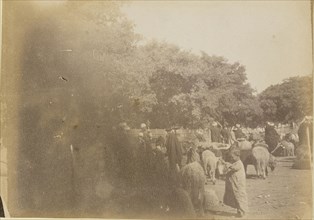 People and livestock; about 1860 - 1880; Tinted Albumen silver print