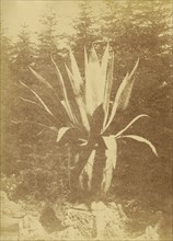 Potted plant; about 1865 - 1880; Albumen silver print