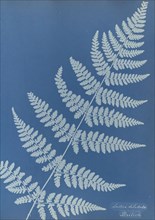 Lastrea dilatato, British; Anna Atkins, British, 1799 - 1871, and Anne Dixon, British, 1799 - 1877, England; 1853; Cyanotype