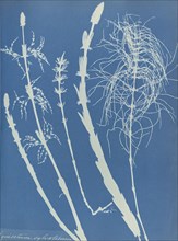 Equisetum sylvaticum; Anna Atkins, British, 1799 - 1871, and Anne Dixon, British, 1799 - 1877, England; 1853; Cyanotype