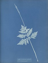 Botrychium gracile, America; Anna Atkins, British, 1799 - 1871, and Anne Dixon, British, 1799 - 1877, England; 1853; Cyanotype