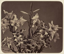 Flowers; Adolphe Braun, French, 1811 - 1877, Dornach, France; 1860; Albumen silver print