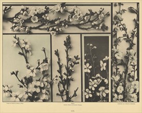 Plum Blossoms; Gerlach & Schenk, Austrian, 1882 - 1901, 1856 - 1899; Collotype; 21.4 x 29.2 cm 8 7,16 x 11 1,2 in