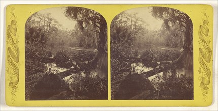 Gem of the Ocklawaha River; American; about 1870; Albumen silver print
