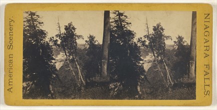 Forest scene at Niagara Falls; American; about 1870; Albumen silver print