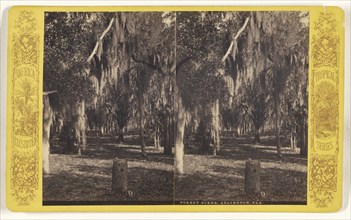Forest Scene, Arlington, Fla; American; about 1870 - 1880; Albumen silver print