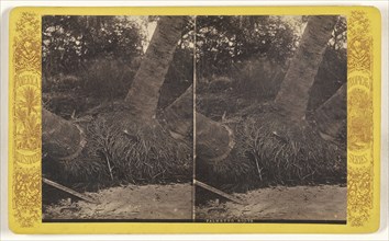 Palmetto Roots. Florida; American; about 1870 - 1880; Albumen silver print