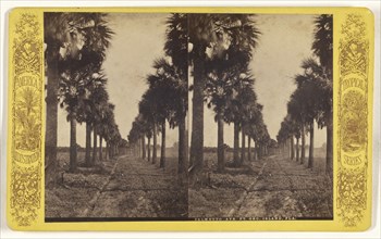 Palmetto Ave. Ft. Geo. Island, Fla; American; about 1870 - 1880; Albumen silver print