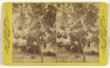 Grape Fruit. Sanford, Fla; American; about 1870 - 1880; Albumen silver print