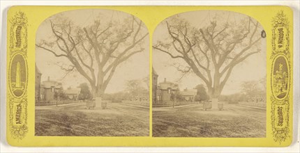 Washington's tree Cambridge Mass; American; about 1870 - 1880; Albumen silver print