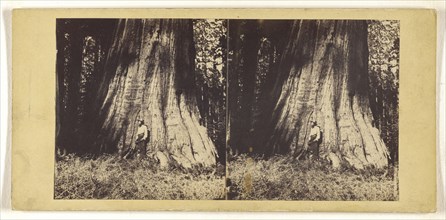 Big Tree in Mariposa Grove, 94 Feet in Circumference; C.L. Weed, American, 1824 - 1903, Edward Anthony, American, 1818 - 1888