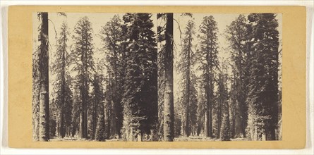 Group of Big Trees in Mariposa Grove. California; C.L. Weed, American, 1824 - 1903, Edward and Henry T. Anthony & Co. American