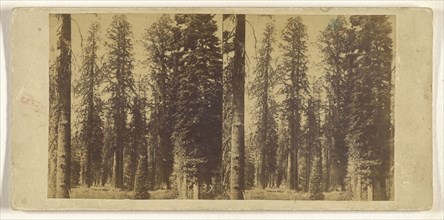 California. Group of Big Trees in Mariposa Grove; Attributed to C.L. Weed, American, 1824 - 1903, about 1860 - 1864; Albumen