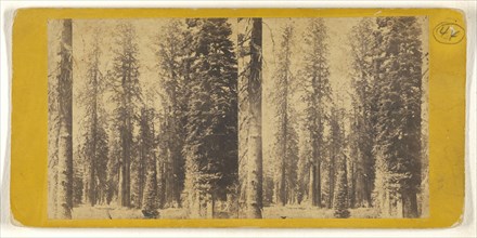 California. Group of Big Trees in Mariposa Grove; C.L. Weed, American, 1824 - 1903, Edward and Henry T. Anthony & Co. American