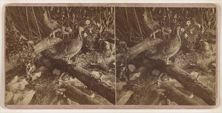 Patridge sic and Prairie Chicken; Conant Brothers; 1870s; Albumen silver print