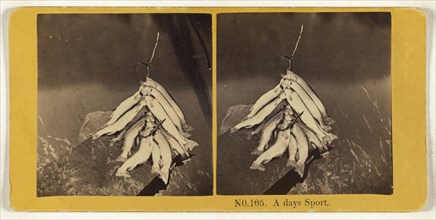 A days sic Sport; O.H. Cook, American, active 1870s, 1868; Albumen silver print