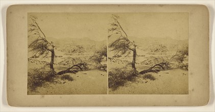 Barren trees fallen in desert; Francis Frith, English, 1822 - 1898, 1856 - 1857; Albumen silver print
