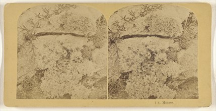 Mosses; Franklin G. Weller, American, 1833 - 1877, about 1875; Albumen silver print
