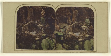Missel Thrush Nest; London Stereoscopic Company, active 1854 - 1890, about 1860; Hand colored Albumen silver print