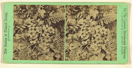 Plants and flowers in a natural setting; London Stereoscopic Company, active 1854 - 1890, about 1860; Albumen silver print