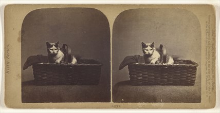 Kitty; John P. Soule, American, 1827 - 1904, 1871; Albumen silver print