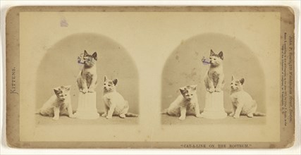 Cat-a-line on the Rostrum.; John P. Soule, American, 1827 - 1904, 1871; Albumen silver print