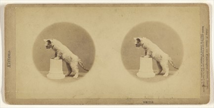 Whitie; John P. Soule, American, 1827 - 1904, 1871; Albumen silver print