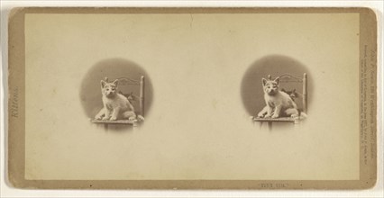 Tiny Tim.; John P. Soule, American, 1827 - 1904, 1871; Albumen silver print