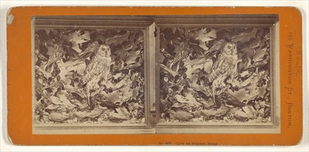 Case of Stuffed Birds; John P. Soule, American, 1827 - 1904, about 1870; Albumen silver print