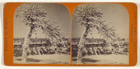 Ice Tree, Luna Island; John P. Soule, American, 1827 - 1904, about 1865; Albumen silver print