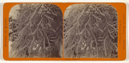 Coral Ice; John P. Soule, American, 1827 - 1904, about 1865; Albumen silver print