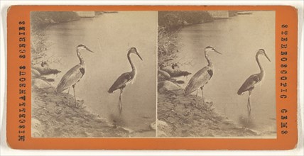 Blue Heron; 1865 - 1875; Albumen silver print