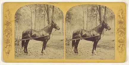 Horse, Josh Billings, Macon, Georgia; American; about 1865; Albumen silver print