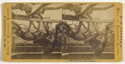 Big Grape Vine, Santa Barbara; W.N. Tuttle, American, active 1880s, about 1875; Albumen silver print