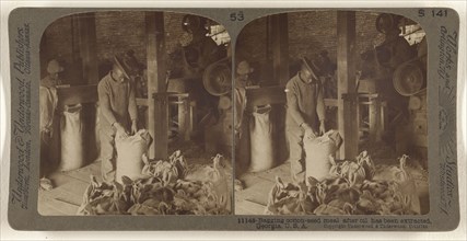 Bagging cotton-seed meal after oil has been extracted, Georgia, U.S.A; Underwood & Underwood, American, 1881 - 1940s