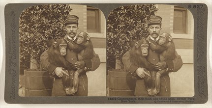 Chimpanzees, most man like of the apes, Bronx Park, New York; Underwood & Underwood, American, 1881 - 1940s, about 1904