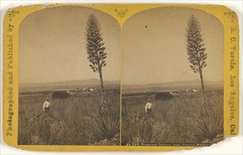 Bayonet Cactus near Sierra Madre Villa; A.C. Varela, American, 1839 - 1915, about 1878; Albumen silver print