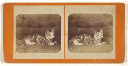 Kitten on sofa; Attributed to Peter F. Weil, American, active New York, New York 1860s - 1870s, about 1865; Albumen silver