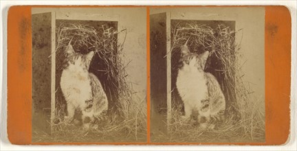 Puss at home; Attributed to Peter F. Weil, American, active New York, New York 1860s - 1870s, about 1865; Albumen silver print