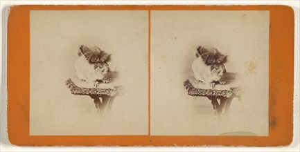 Living squirrel; Attributed to Peter F. Weil, American, active New York, New York 1860s - 1870s, about 1865; Albumen silver