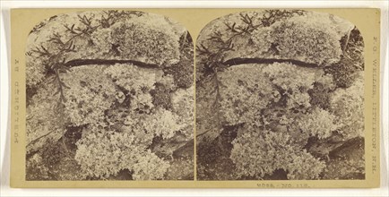 Moss; Franklin G. Weller, American, 1833 - 1877, about 1870; Albumen silver print