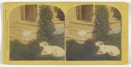 Cat on porch, dog on grass; Franklin G. Weller, American, 1833 - 1877, 1871; Hand-colored Albumen silver print